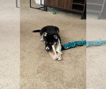 Small #7 Siberian Husky Mix