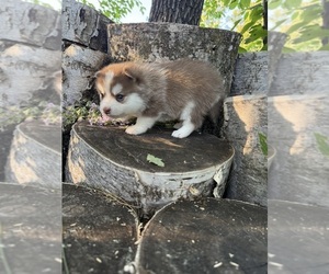 Pomsky Puppy for sale in STAPLES, MN, USA