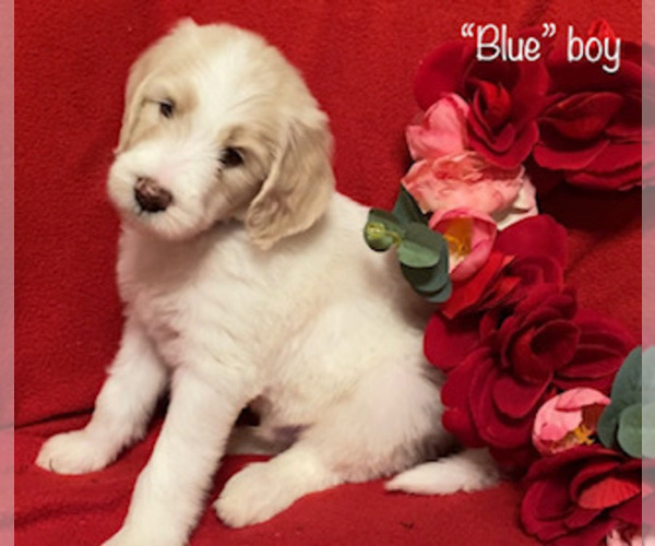 Medium Photo #10 Goldendoodle Puppy For Sale in MANSFIELD, TX, USA