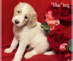 Small Photo #10 Goldendoodle Puppy For Sale in MANSFIELD, TX, USA