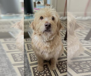 Labradoodle Dogs for adoption in Oakhurst, NJ, USA