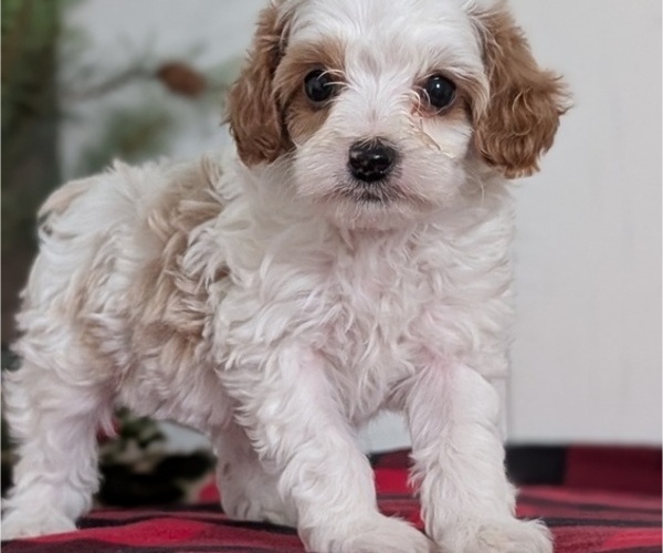 Medium Photo #36 Cavapoo (Miniature) Puppy For Sale in GOSHEN, IN, USA