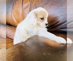 Small Photo #13 Cavapoo Puppy For Sale in FRESNO, OH, USA
