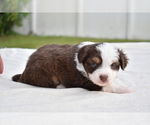 Small #2 Miniature Australian Shepherd