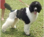 Small Photo #2 Poodle (Standard) Puppy For Sale in FRANKLINTON, LA, USA