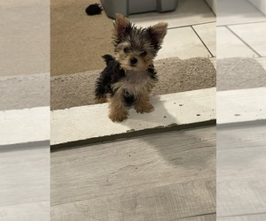 Yorkshire Terrier Puppy for sale in LAKE PANASOFFKEE, FL, USA