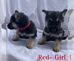 Small Photo #9 German Shepherd Dog Puppy For Sale in KINGWOOD, TX, USA