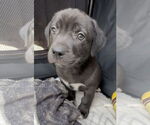 Small #7 Labrador Retriever Mix