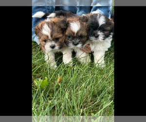 Zuchon Puppy for Sale in CASHTON, Wisconsin USA