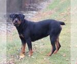 Small Photo #1 Rottweiler Puppy For Sale in CHAMBERSBURG, PA, USA