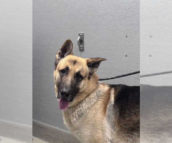 Medium Photo #1 German Shepherd Dog-Unknown Mix Puppy For Sale in Las Vegas, NV, USA