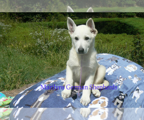 Medium Photo #2 German Shepherd Dog Puppy For Sale in PIEDMONT, MO, USA