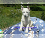 Small #1 German Shepherd Dog