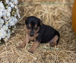 Puppy Pippa Miniature Pinscher