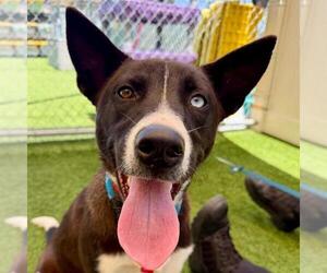 Siberian Husky-Unknown Mix Dogs for adoption in Camarillo, CA, USA