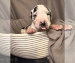 Puppy Tucker Great Dane
