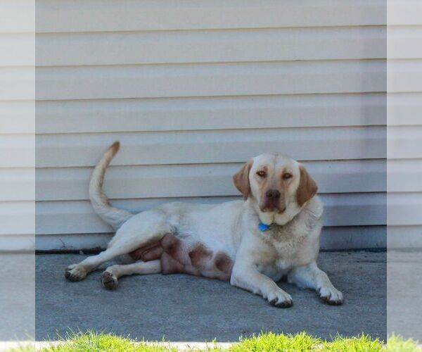 Medium Photo #1 Labrador Retriever Puppy For Sale in MORGANTOWN, PA, USA