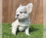 Small #31 French Bulldog