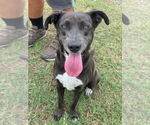 Small #8 Labrador Retriever Mix