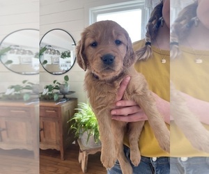 Golden Retriever Puppy for sale in HUTCHINSON, MN, USA