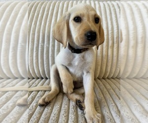 Medium Labrador Retriever