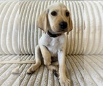 Puppy Brown Collar Labrador Retriever