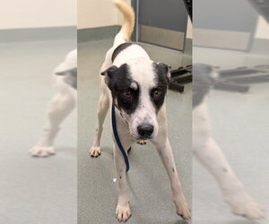 Labrador Retriever-Unknown Mix Dogs for adoption in Lee's Summit, MO, USA