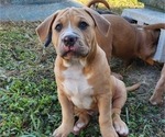 Puppy Goldie American Bully