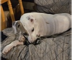 Small Italian Greyhound