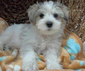 Schnauzer (Miniature) Puppy for sale in DALLAS, GA, USA