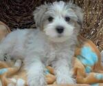 Newton - Male Schnauzer (Miniature) Puppy for Sale - Small photo