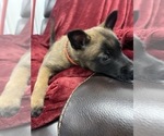 Small Photo #49 Belgian Malinois Puppy For Sale in REESEVILLE, WI, USA