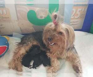 Mother of the Yorkshire Terrier puppies born on 04/11/2022