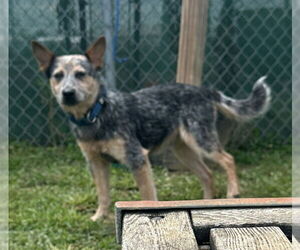 Mutt Dogs for adoption in Evansville, IN, USA