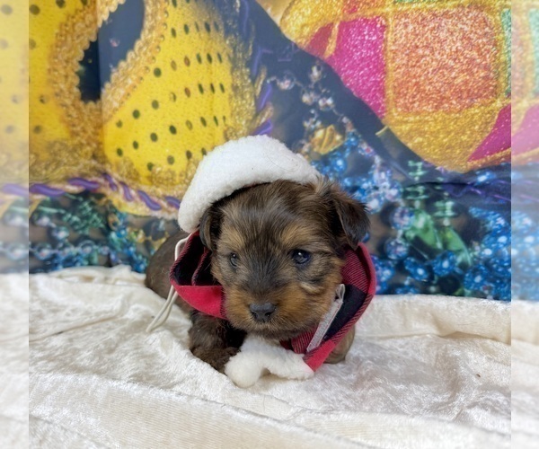 Medium Photo #16 Morkie Puppy For Sale in CASSVILLE, MO, USA