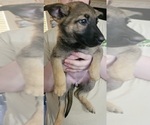 Small #4 German Shepherd Dog