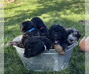 Aussiedoodle-Australian Cattle Dog Mix Litter for sale in GLENVILLE, NC, USA