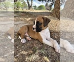 Small Photo #5 Boxer Puppy For Sale in ESPANOLA, NM, USA