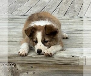 Border Collie Puppy for sale in DOUGLASS, KS, USA