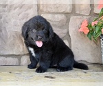 Small #2 Newfoundland