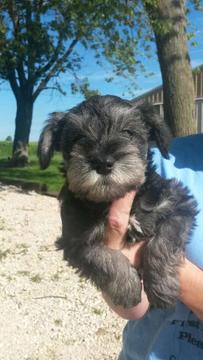 Medium Photo #1 Schnauzer (Miniature) Puppy For Sale in PEARL, IL, USA