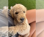 Small #4 Goldendoodle