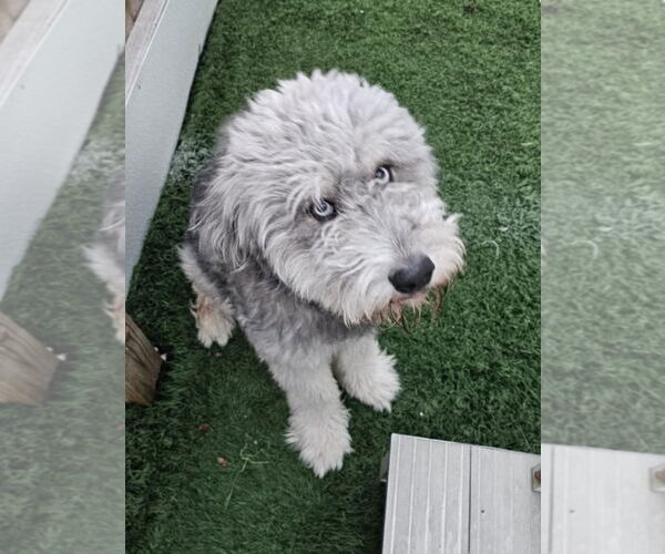 Medium Photo #4 Miniature Labradoodle Puppy For Sale in Oakhurst, NJ, USA