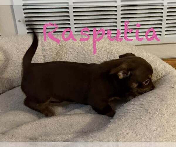 Medium Photo #2 Dachshund-Unknown Mix Puppy For Sale in Springdale, PA, USA