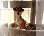 Small Photo #4 Chiweenie Puppy For Sale in Arlington, VA, USA