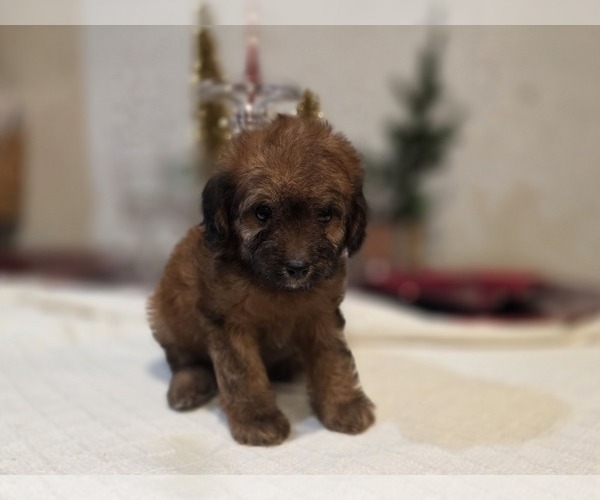Medium Photo #7 Goldendoodle (Miniature) Puppy For Sale in DUBLIN, TX, USA