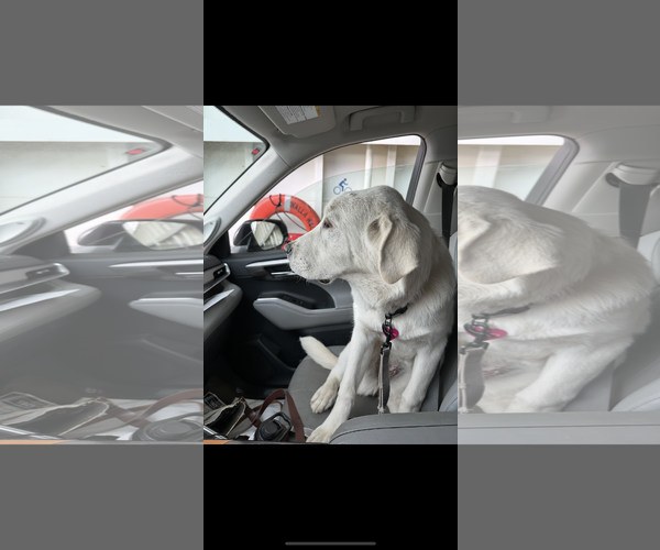Medium Photo #10 Akbash-Great Pyrenees Mix Puppy For Sale in Spring, TX, USA