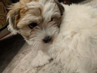 Coton de Tulear Puppy for sale in YELM, WA, USA