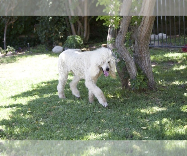 Medium Photo #1 Goldendoodle Puppy For Sale in AGOURA HILLS, CA, USA
