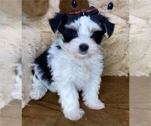 Morkie Puppy for sale in MIAMI BEACH, FL, USA